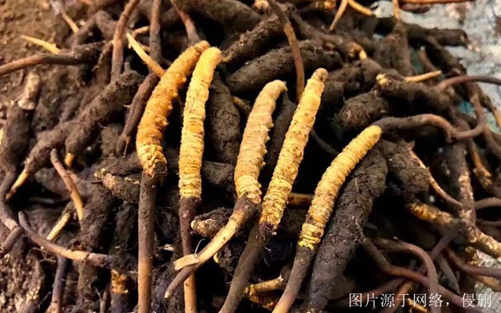 安徽進口印度中藥材報關流程