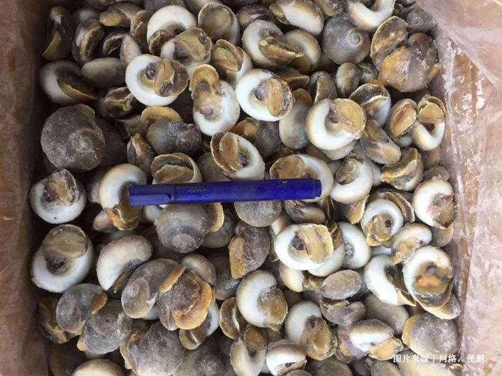 深圳冷凍海螺肉進(jìn)口報關(guān)資料