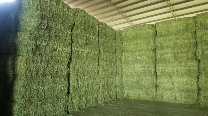 進口西班牙苜蓿草報關資料