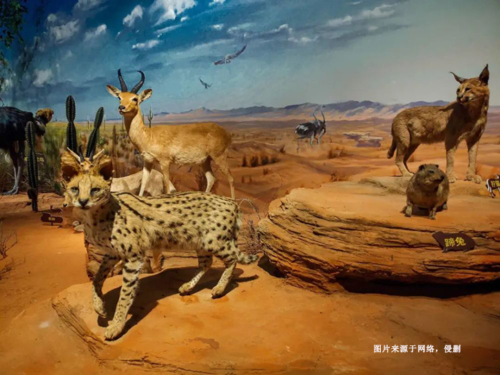 瀕危野生動(dòng)物標(biāo)本進(jìn)口報(bào)關(guān)流程