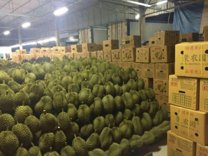 泰國榴蓮進口報關清關代理公司有哪些?榴蓮進口報關注意事項