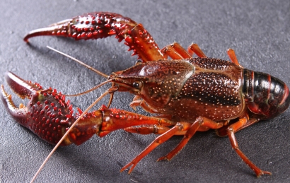 鮮活小龍蝦進(jìn)口清關(guān)怎么操作？需要多長時間？