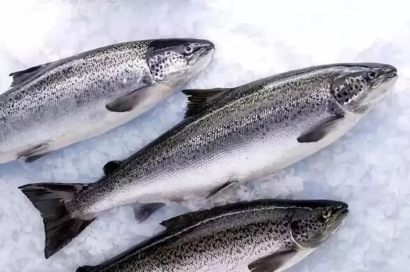 智利三文魚進(jìn)口報(bào)關(guān)流程-19年冷凍水產(chǎn)品報(bào)關(guān)行