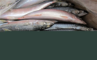 俄羅斯水產品進口報關公司，聯網助你快速通關!