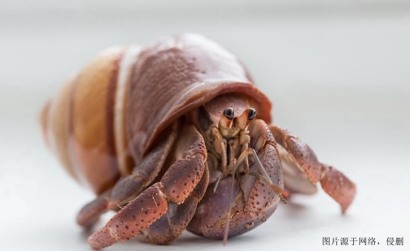 廣州進(jìn)口摩洛哥椰子蟹報(bào)關(guān)流程_螃蟹進(jìn)口清關(guān)資料