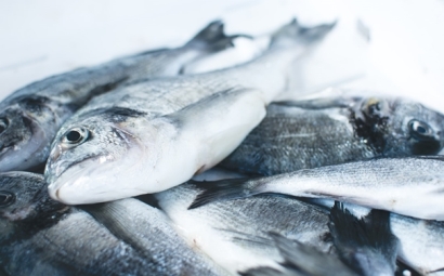 冷凍魚進口報關(guān)注意事項有這些，參考一下