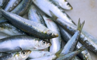 進口沙丁魚報關代理所需資料以及進口商所需資質