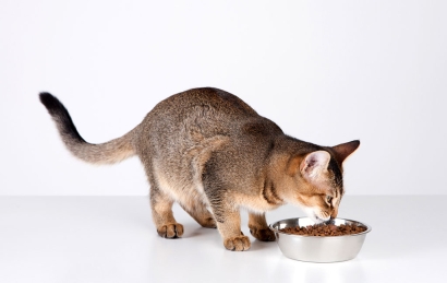 寵物飼料進口清關(guān)