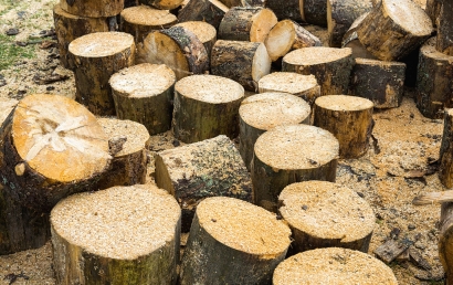 代理東莞進口木材