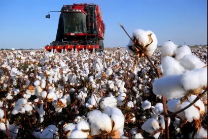 棉花進(jìn)口報(bào)關(guān)流程及申報(bào)要素-17年進(jìn)口報(bào)關(guān)經(jīng)驗(yàn)