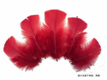 泰國進口火雞毛報關流程_鴨毛、鴕鳥毛進口關稅