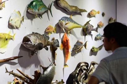 動物標(biāo)本進口報關(guān)-動物標(biāo)本是如何進口報關(guān)到國內(nèi)的?