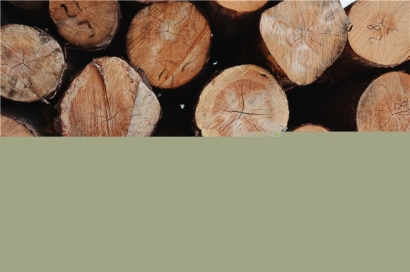 木材進口清關(guān)需要注意的內(nèi)容