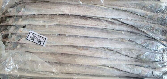 1582956106405855.jpg 巴基斯坦白帶魚/沙帶魚進口清關