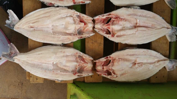 1631528522895121.jpg 越南巴沙魚進(jìn)口報(bào)關(guān)_副本.jpg