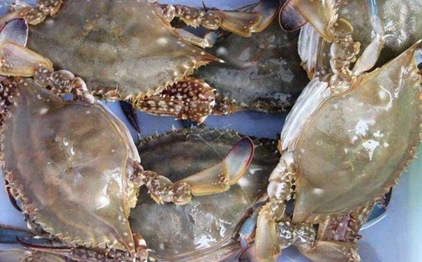 加拿大冷凍梭子蟹進(jìn)口清關(guān) 加拿大冷凍梭子蟹進(jìn)口清關(guān)的注意事項(xiàng).jpg