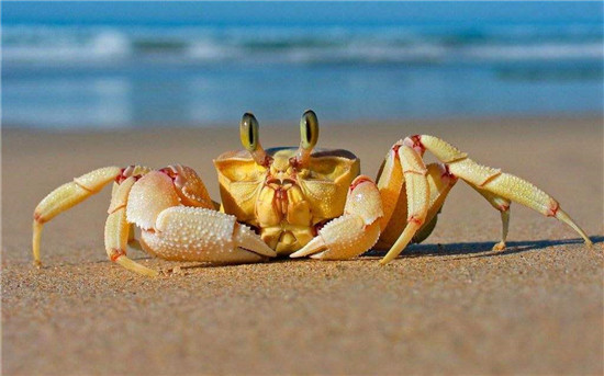 1583283330102826.jpg 進口鮮活螃蟹報關清關