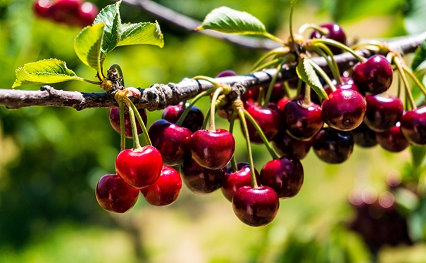 進口櫻桃報關(guān)